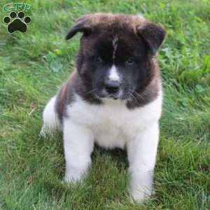 Cody, Akita Puppy